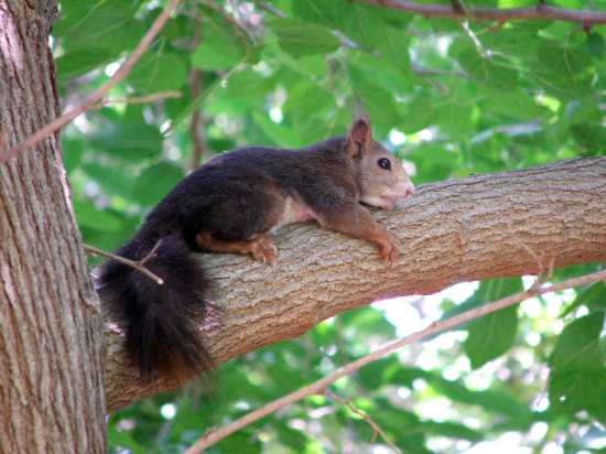 Mókuska - Squirrel
