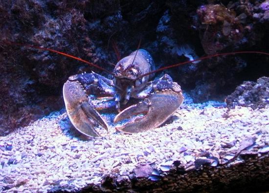 Lobster in Musée oceanographique