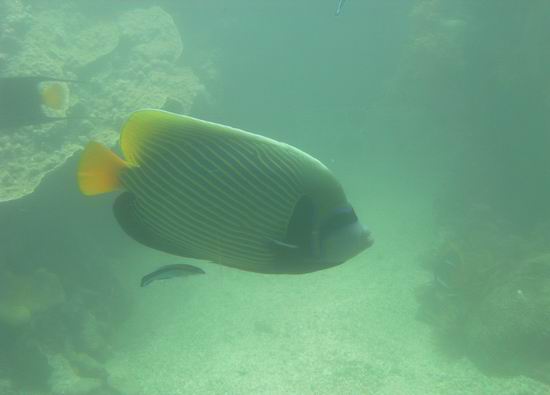 Muse oceanographique