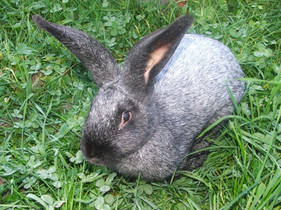 The big gray rubbit
