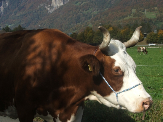 Normal cow