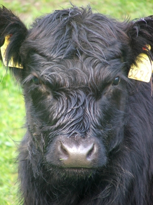 Angry little cow